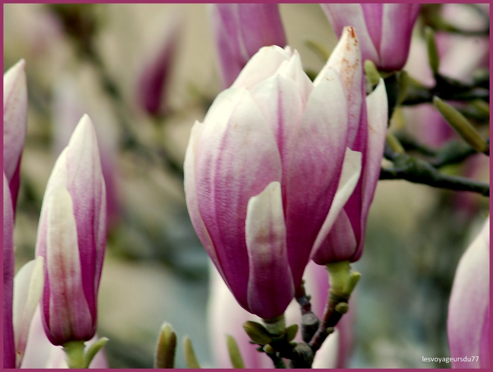 MAGNOLIA .jpg