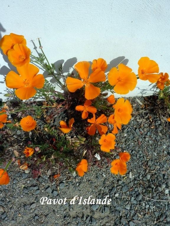 des pavots d'Islande mais pas lâchés par le volcan! Ils poussent à Noirmoutier!