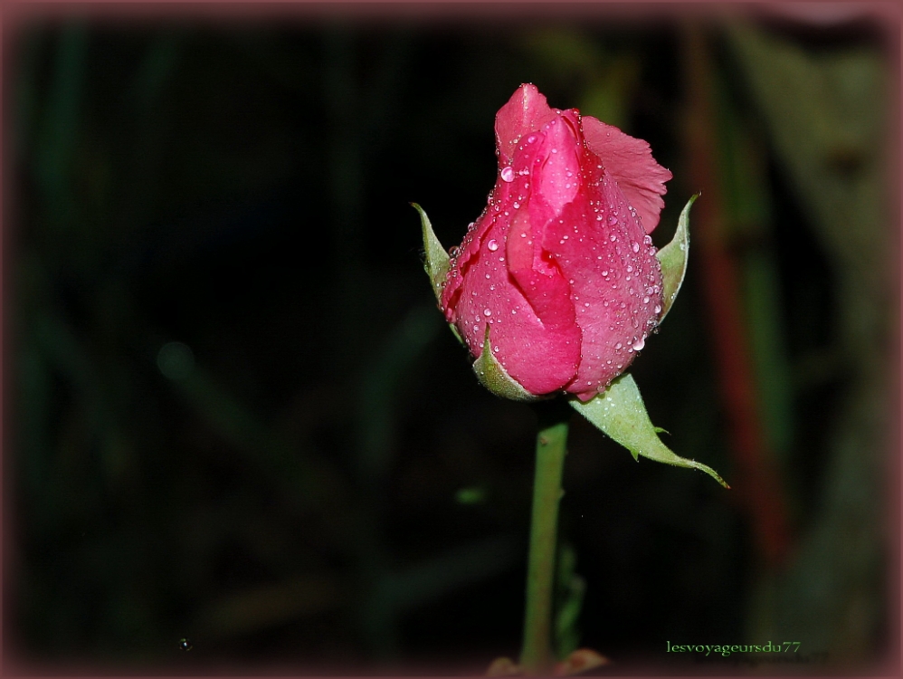 rose.pluie [1000X750].jpg
