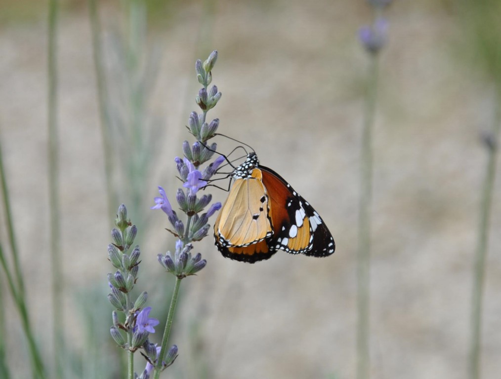 papillon 4 [1024x768].jpg