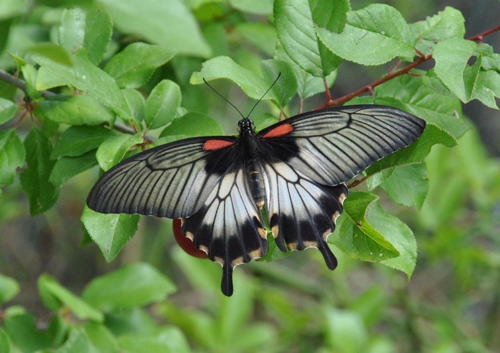 papillon 5 [1024x768].jpg