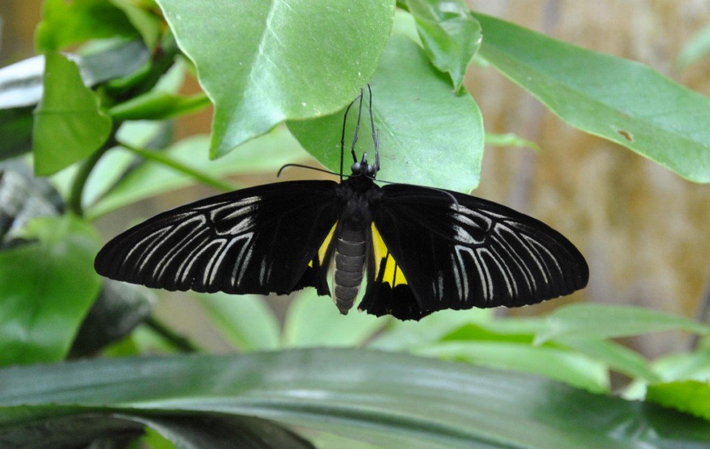 papillon 7 [1024x768].jpg