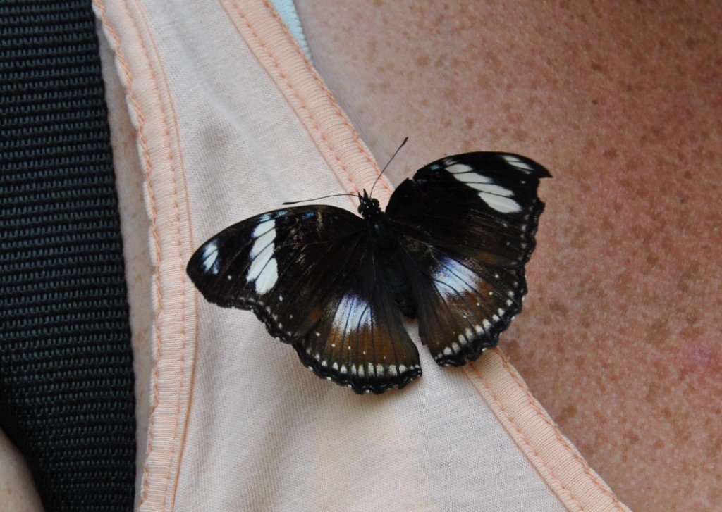 papillon 8 [1024x768].jpg