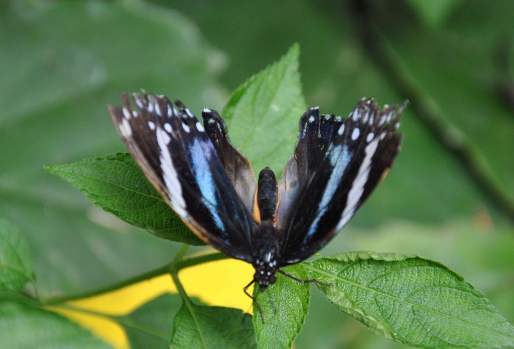papillon 10 [1024x768].jpg
