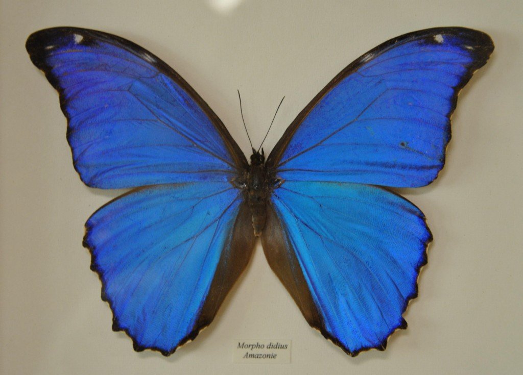 Papillon 12 [1024x768].jpg