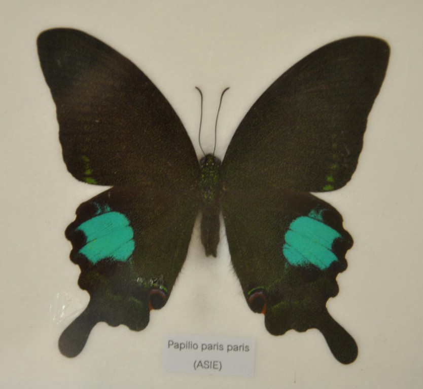 Papillon 13 [1024x768].jpg