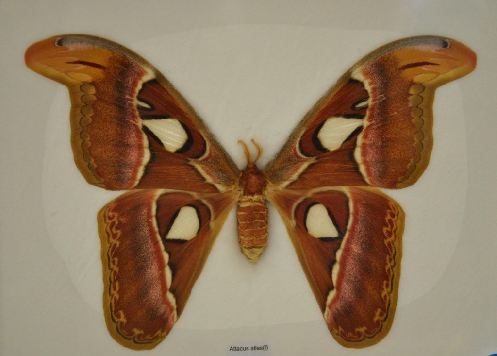 Papillon 14 [1024x768].jpg