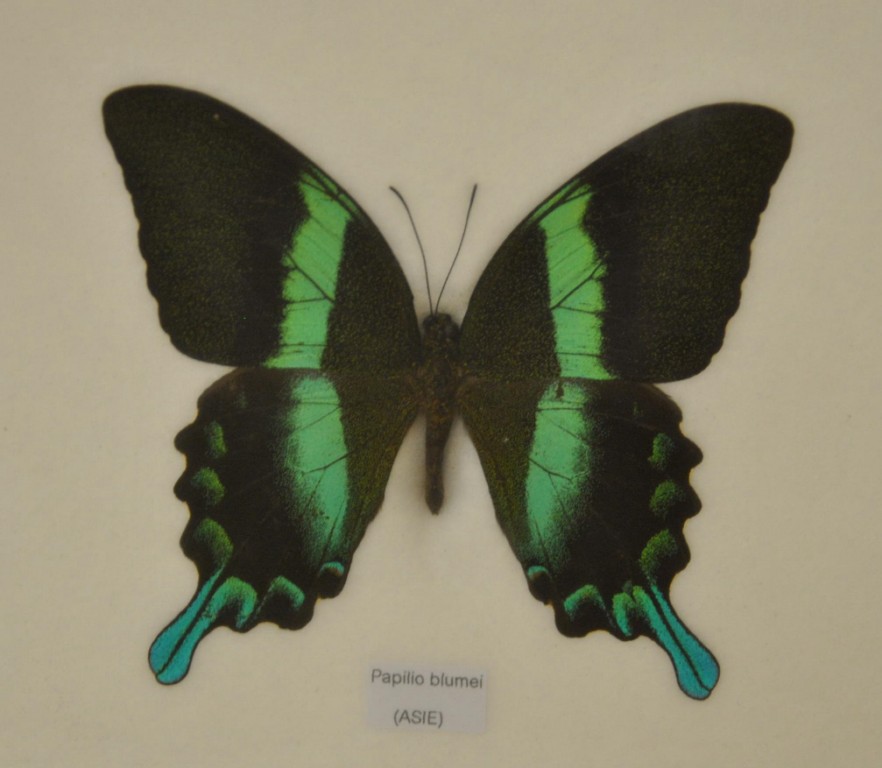 Papillon 15 [1024x768].jpg