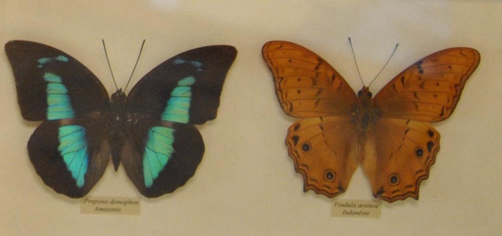 Papillon 18 [1024x768].jpg