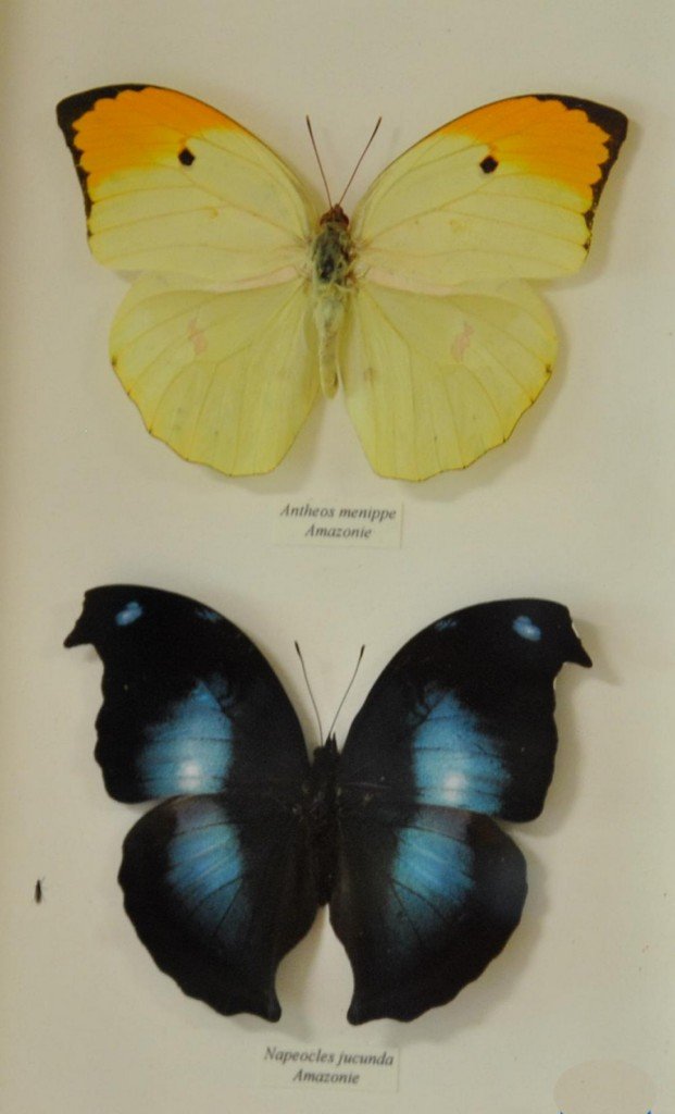 Papillon 19 [1024x768].jpg