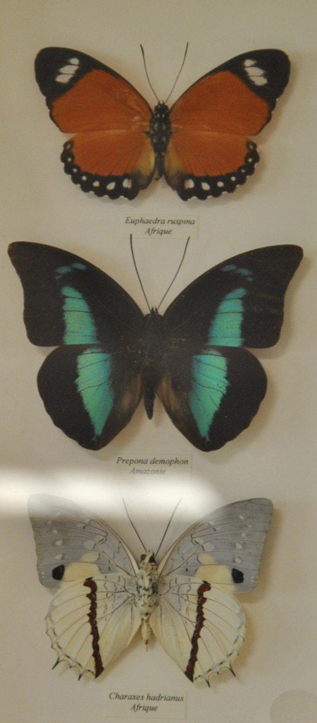 Papillon 20 [1024x768].jpg