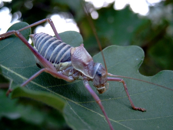 prise dans la Drôme , au fait quel est donc ce gros insecte ?<br />(plusieurs cm de longueur)