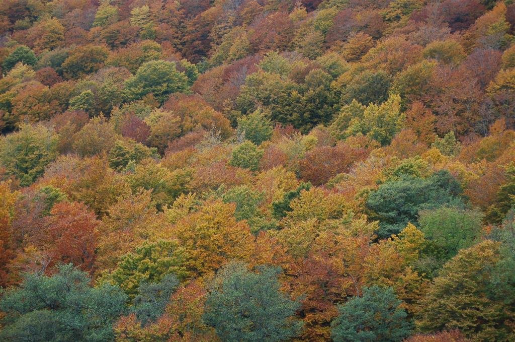 Aubrac Octobre 2008 232 (Large).jpg