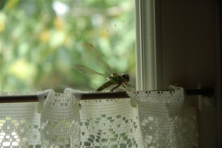 DSC_4186 (Small).JPG