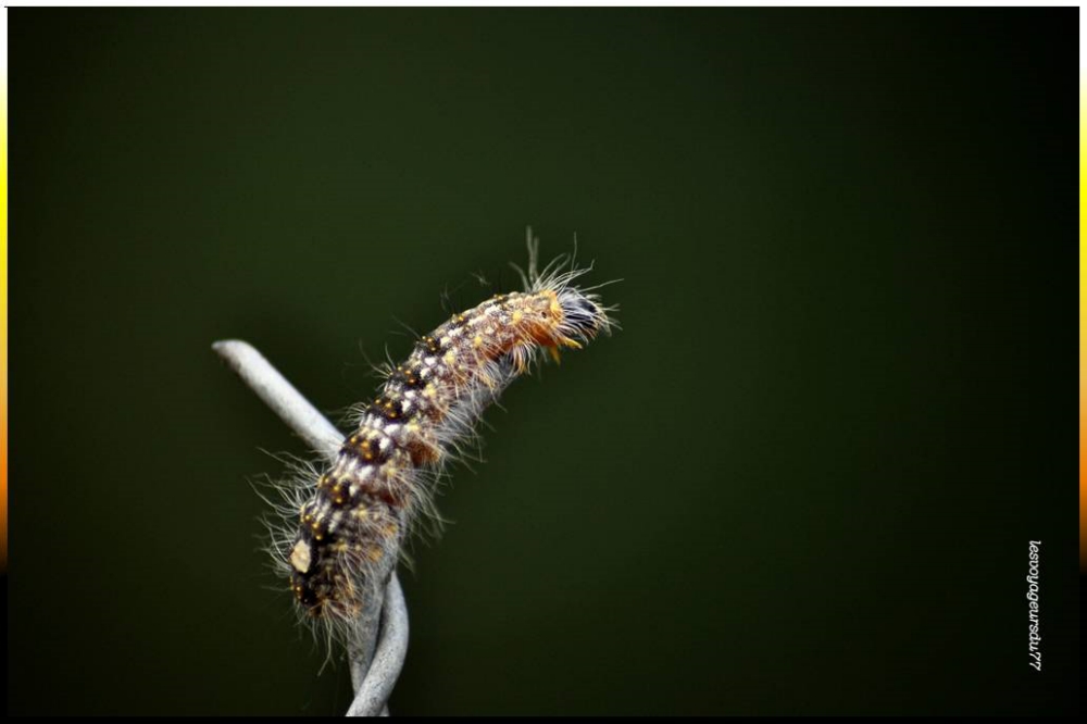 chenille [1000X750].jpg