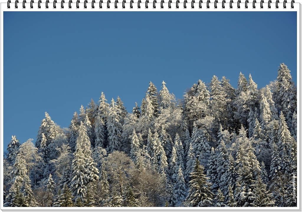 DSC_1613-1.jpg
