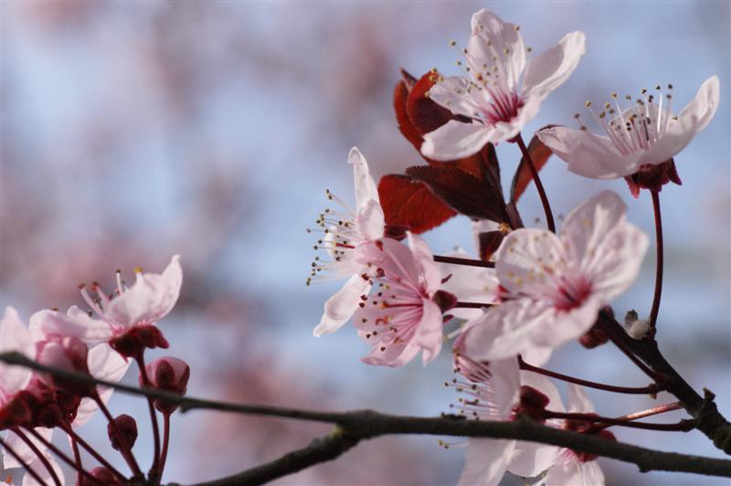 prunus en fleurs