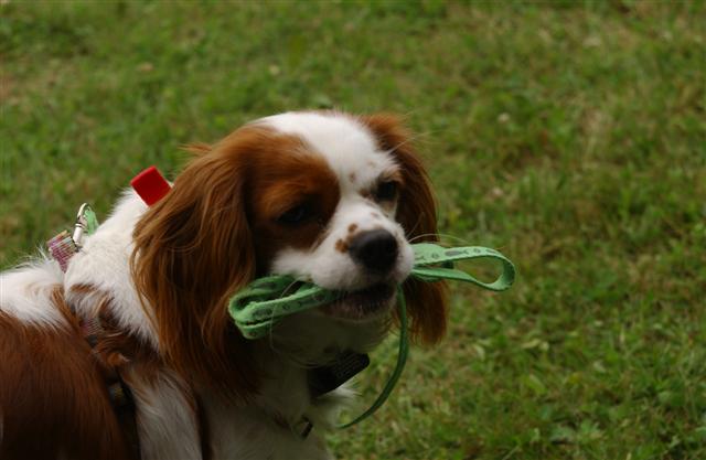 DSC_4382 (Small).JPG
