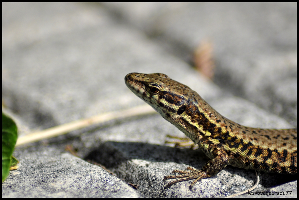 DSC_4440-1.JPG