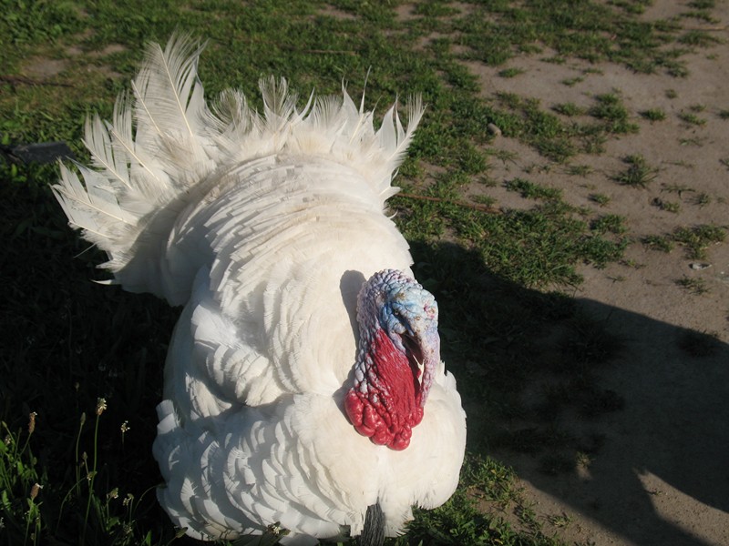 IMG_1224 [800x600].JPG