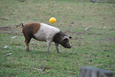 eriba treffen 012.JPG