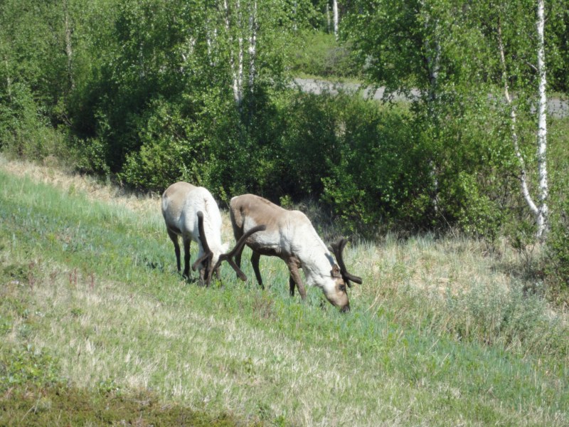 DSC04436 [800x600].jpg