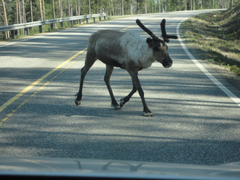 DSC04477 [800x600].jpg