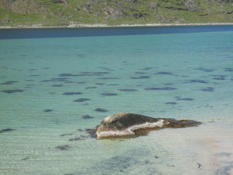 DSC04766 [800x600].jpg