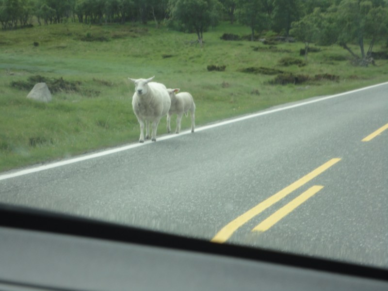 des ours blancs nains