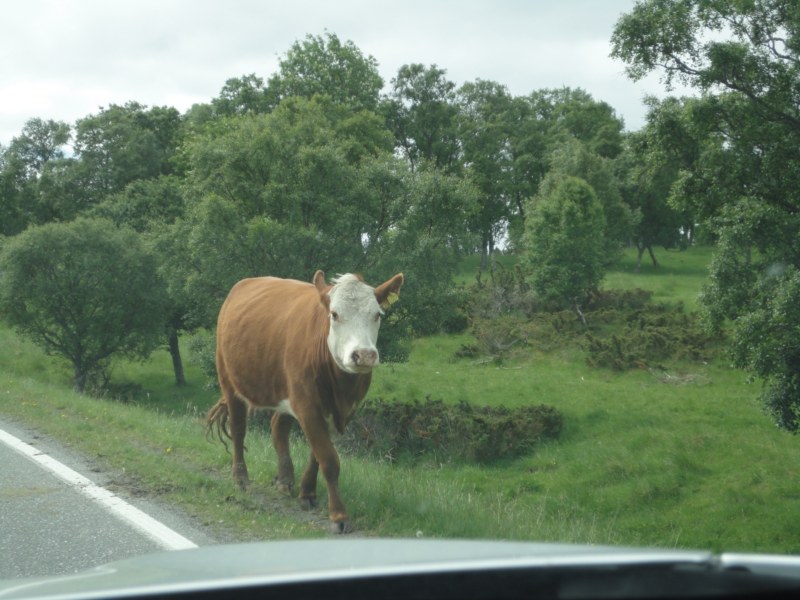 un elan le seul que l'on ait vu