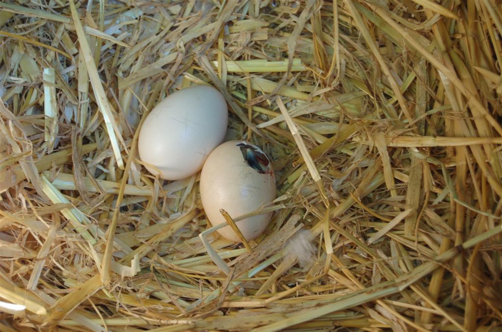 Fifi dans l'oeuf.jpg