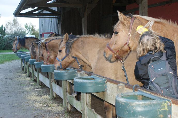 les hensons au centre équestre
