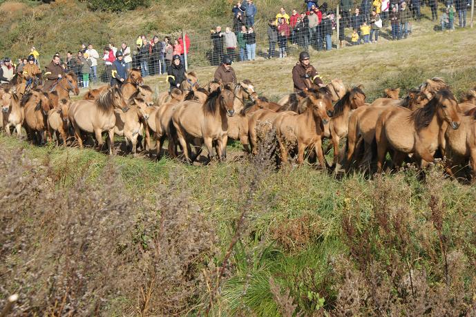 voilà petit reportage de cette merveilleuse rencontre en baie de somme.
