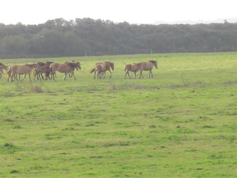 Les hensons en semi liberté