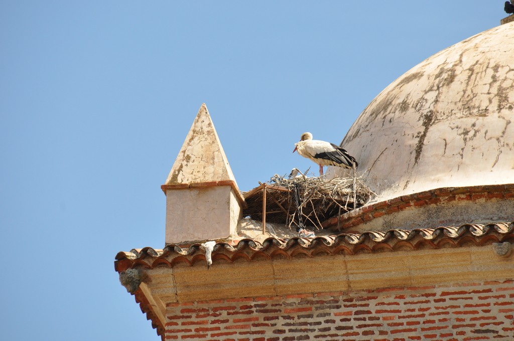 Une cigogne a trouvé à caser son nid
