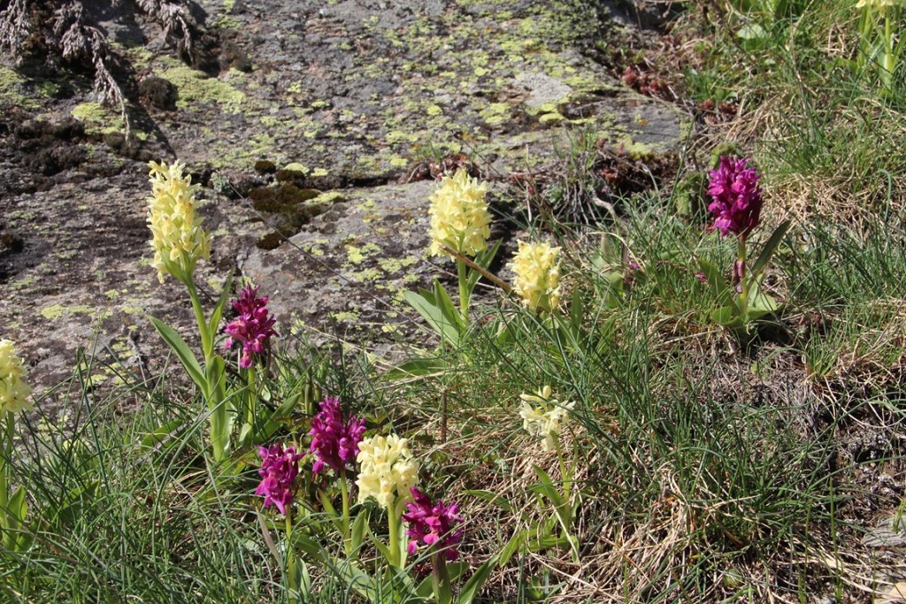 La clarée0514 031 (Copier).JPG