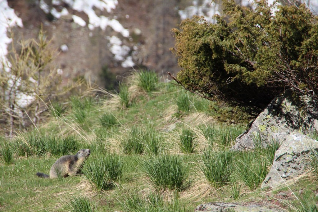 La clarée0514 239 (Copier).JPG