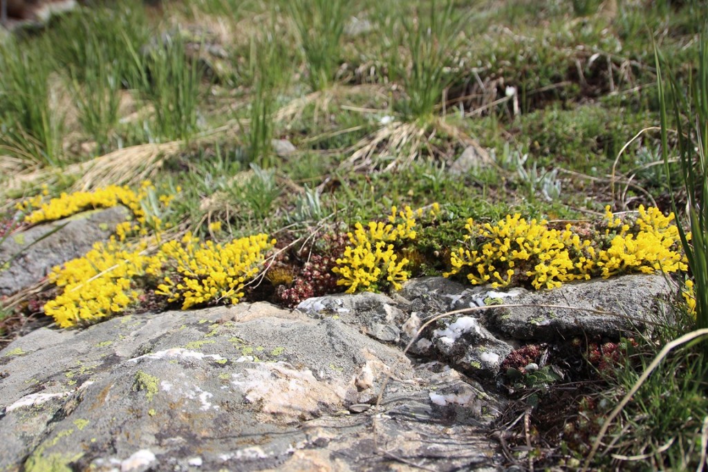 La clarée0514 241 (Copier).JPG