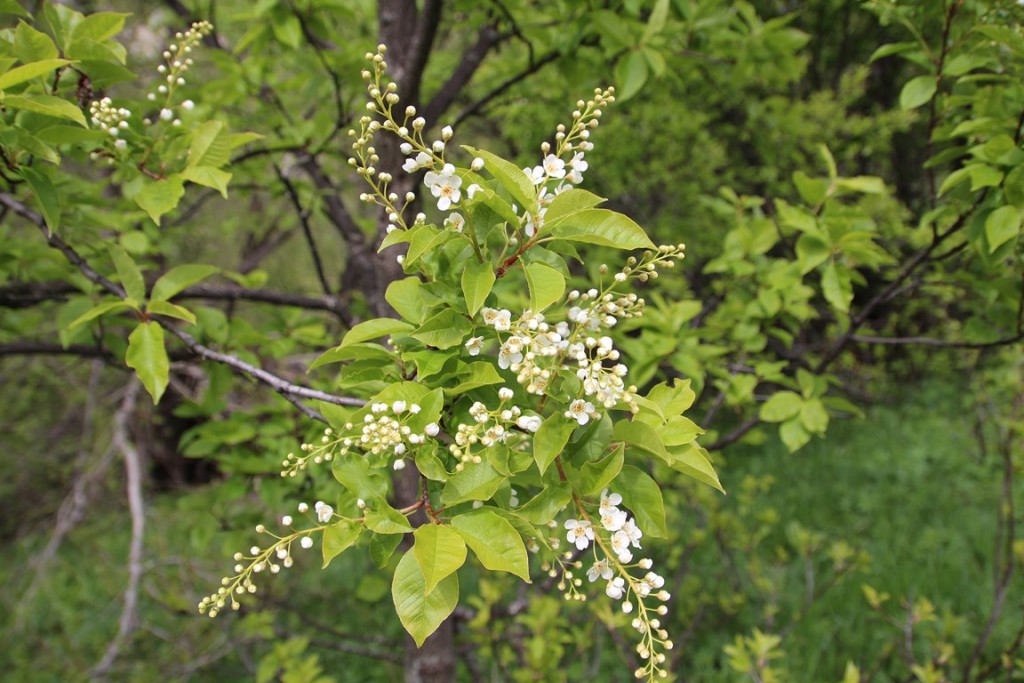 La clarée0514 540 (Copier).JPG