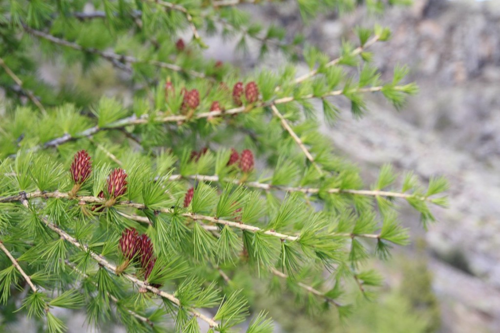 La clarée0514 588 (Copier).JPG