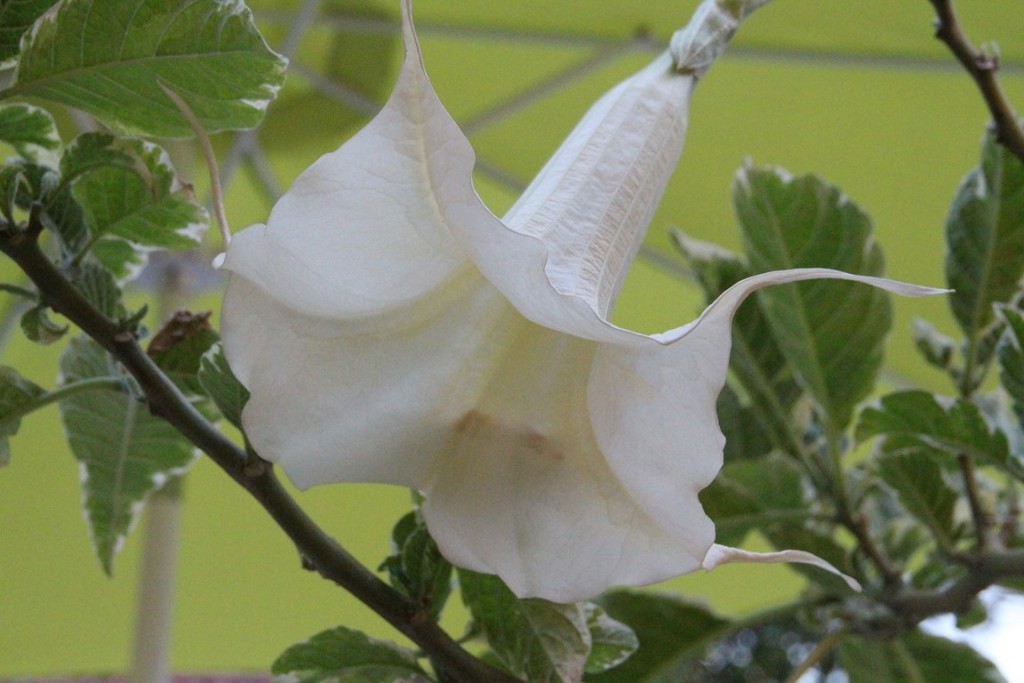 loireàvélo2014 490 (Copier).JPG