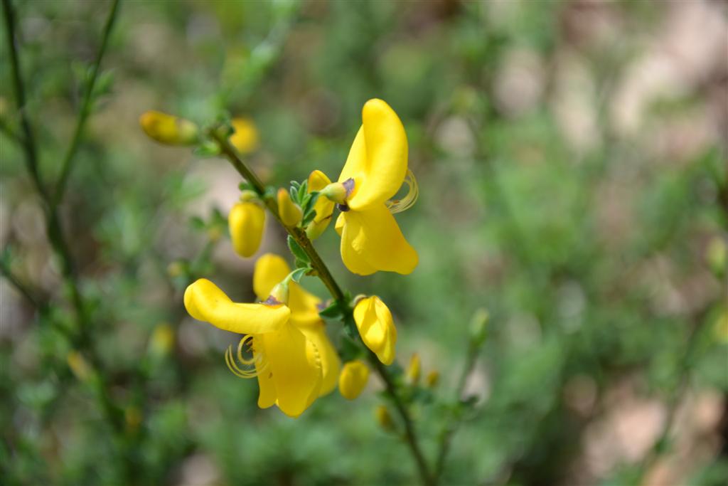 Nature La Minerve 046 (Large).jpg