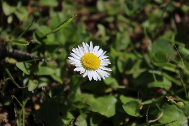une fleure du jura