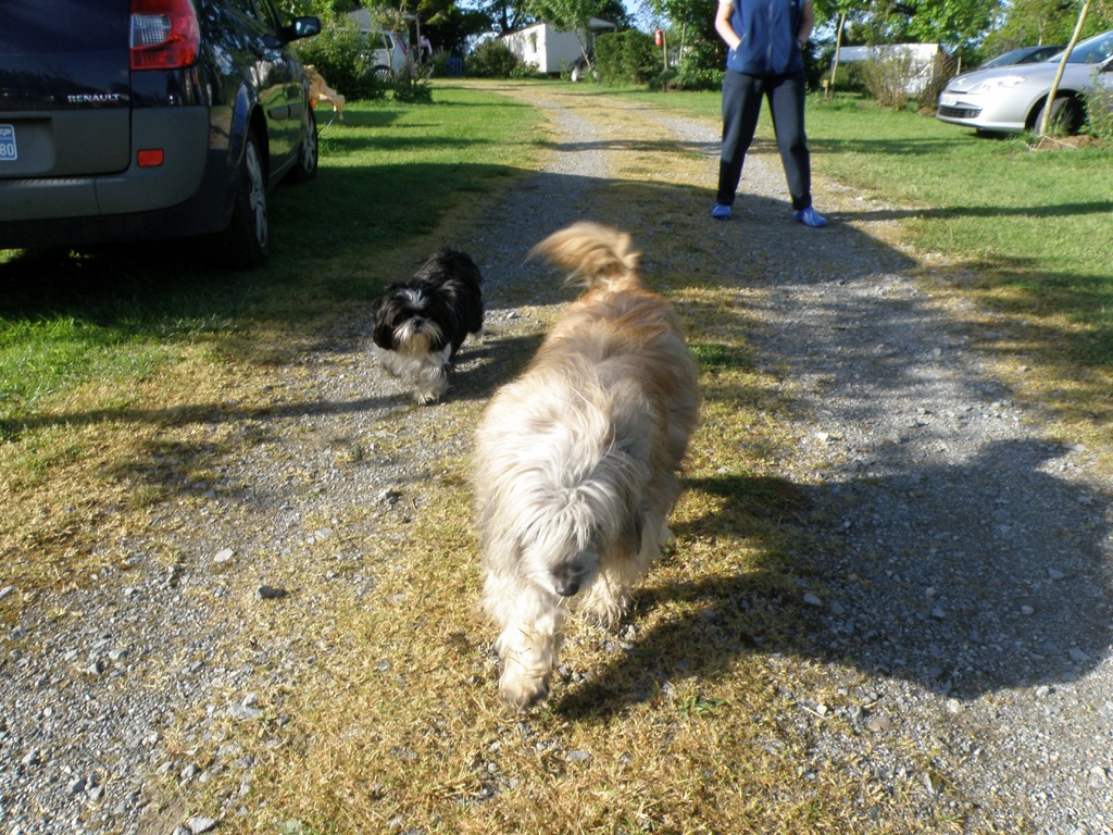 avec je chien de JP