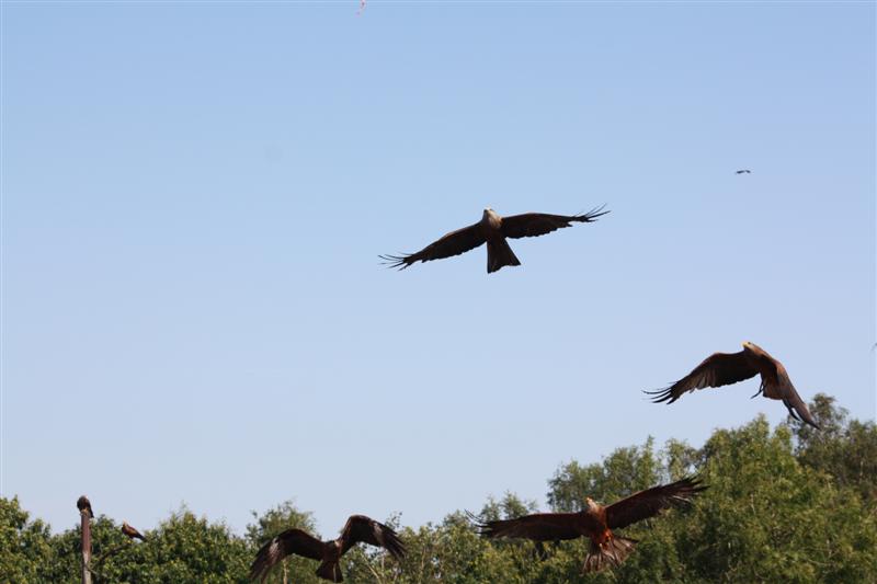 le Puy du Fou-26.JPG