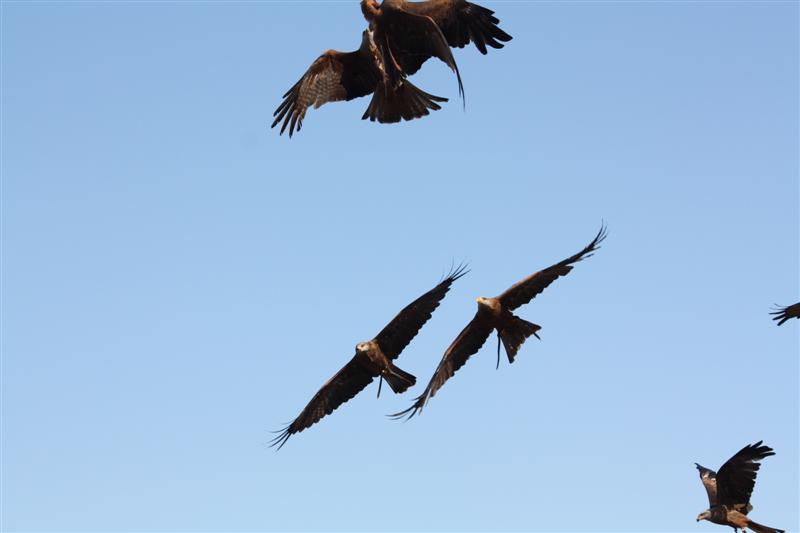 le Puy du Fou-27.JPG