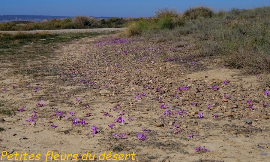 08 Bardenas Réales. Petites fleurs du désert .JPG