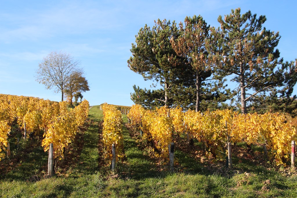 sancerre 102015 007 (Copier).JPG