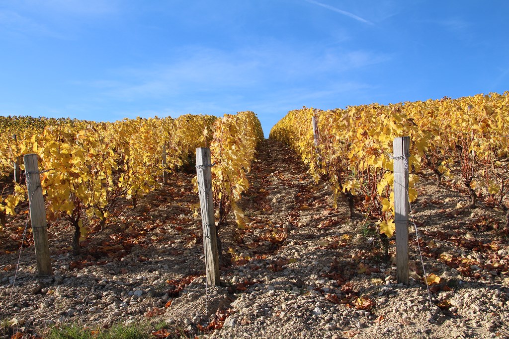 sancerre 102015 009 (Copier).JPG