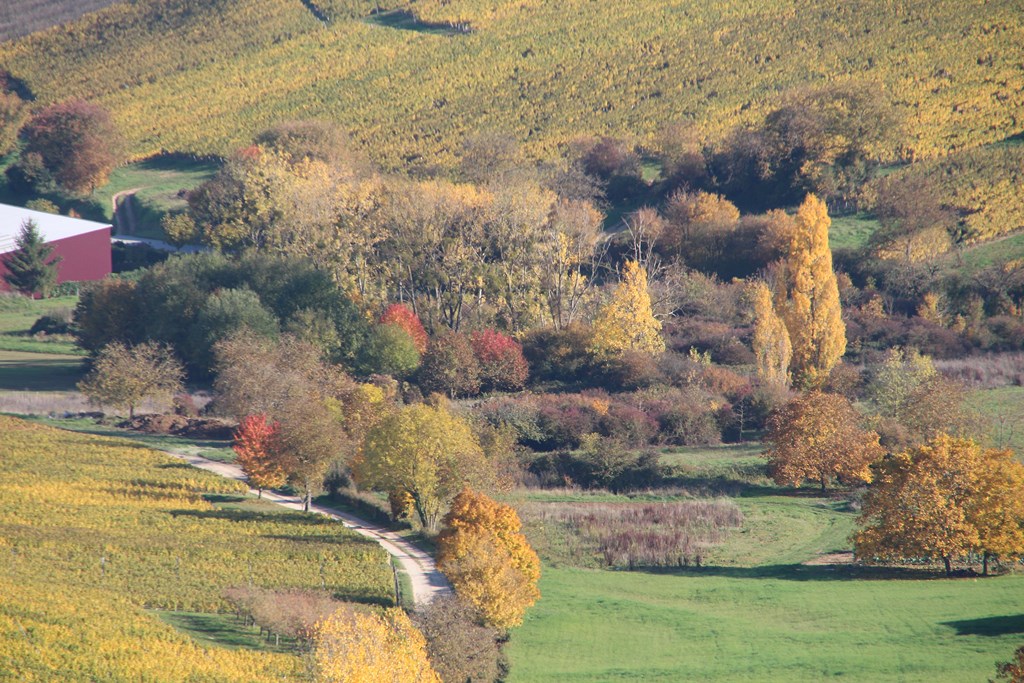 sancerre 102015 013 (Copier).JPG